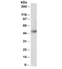 Western blot testing of human bone marrow lysate with BPI antibody at 0.3ug/ml. Predicted molecular