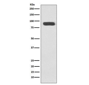 Ku80 Antibody / XRCC5