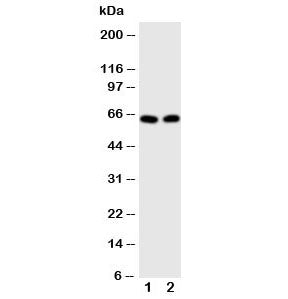 E2F1 Antibody