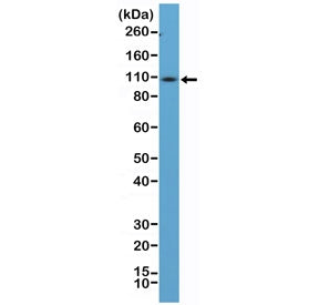 CD34 Antibody / C-Terminal