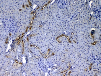 IHC testing of FFPE rat kidney tissue with Egf antibody at 1ug/ml. Required HIER: steam section in p