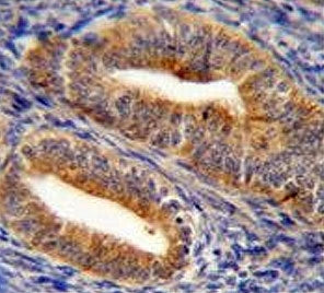 Dipeptidyl peptidase 3 Antibody / DPP3