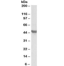 GLUT4 Antibody