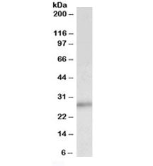 P27 Antibody