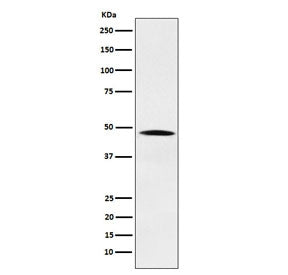NCK Antibody