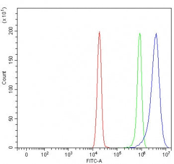MYO6 Antibody / Unconventional Myosin-6