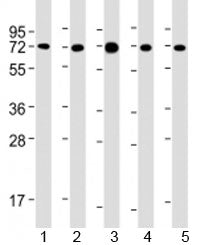 USP2 Antibody