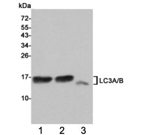 LC3A/B Antibody