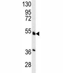 HNF4A Antibody