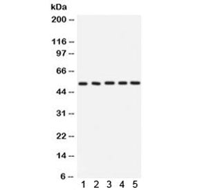 ARSA Antibody