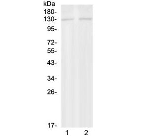 PSD Antibody / PH and SEC7 domain-containing protein 1