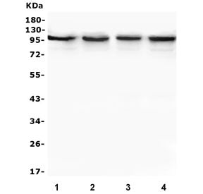 TRPV3 Antibody