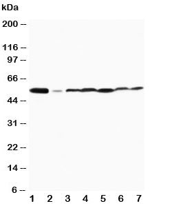 MAPK8/9 Antibody