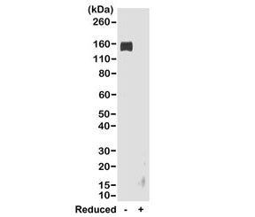 Rabbit IgG Fc Antibody