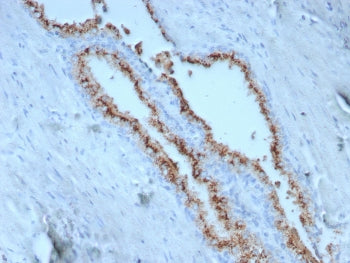 Prostein Antibody / SLC45A3
