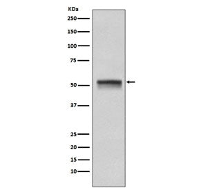 CHK1 Antibody