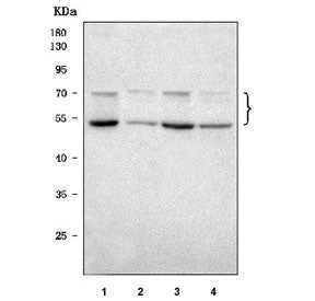 TSNAXIP1 Antibody / Translin-associated factor X-interacting protein 1