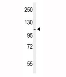 EphA2 Antibody
