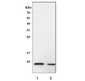Western blot testing of rat recombinant Ccl7 protein at 1) 10ng/lane and 2) 5ng/lane with Ccl7 antib