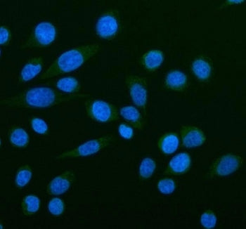 NOX5 Antibody