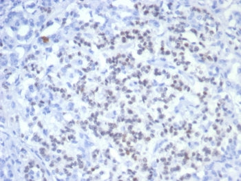 PAX6 Antibody