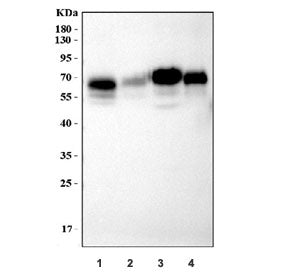 CD86 Antibody