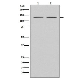 APAF1 Antibody