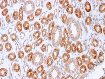 Occludin Antibody