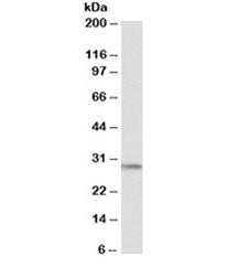 POMC Antibody