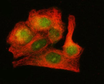 Immunofluorescent staining of FFPE human A549 cells with LZIC antibody (green) and Beta Tubulin mAb