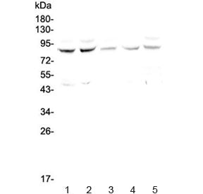 CUL4A Antibody
