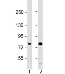 MAN1A2 Antibody