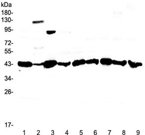Caspase 4 Antibody / CASP4 (large subunit)