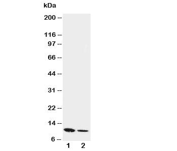 Resistin Antibody