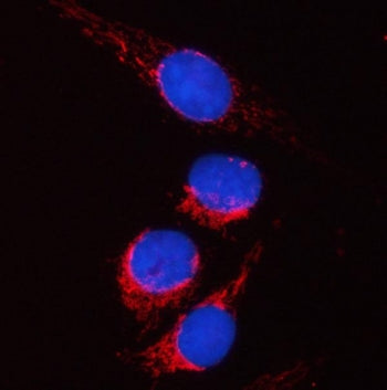 PYCR2 Antibody / Pyrroline-5-carboxylate reductase 2