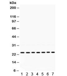 RALA Antibody