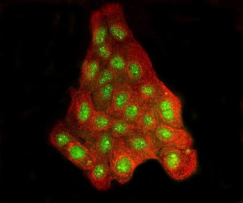 BRD2 Antibody