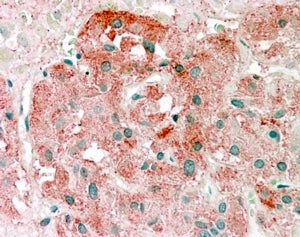 Semaphorin 3E Antibody