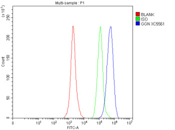 Flow Cytometry analysis of SH-SY5Y cells using anti-GGN antibody. Overlay histogram showing SH-SY5Y