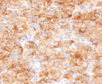Chromogranin A Antibody