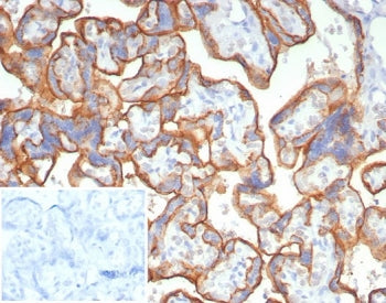 IHC staining of FFPE human placental tissue with CD147 antibody (clone BSG/7949) at 2ug/ml. Inset: P