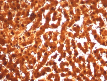 ARG1 Antibody / Arginase 1