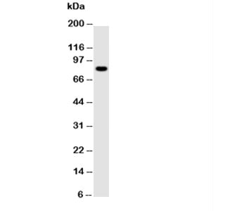 NLRP4G Antibody
