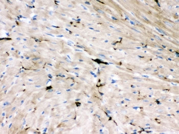 GAP43 Antibody