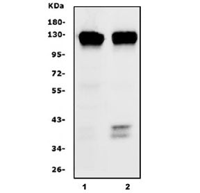 CD133 Antibody / PROM1