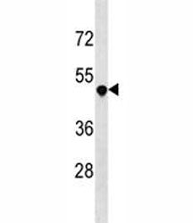 DR3 antibody western blot analysis in 293 lysate. Predicted molecular weight: 45 kDa, observed at 50