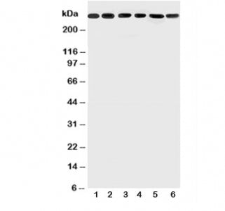 Mucin-5AC Antibody MUC5AC