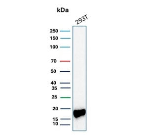 Western blot testing of human 293T cell lysate with Survivin antibody (clone BIRC5/9073). Predicted