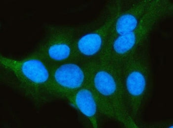 PP2A Antibody