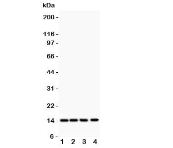 PDGF-B Antibody